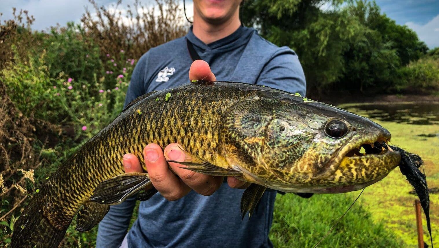 Wolfish