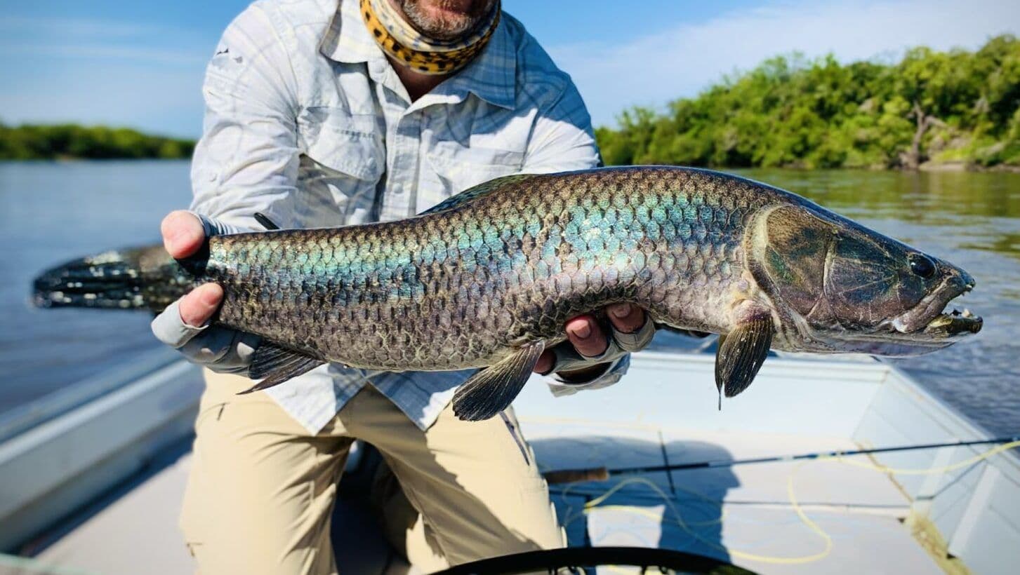 Blue Wolfish