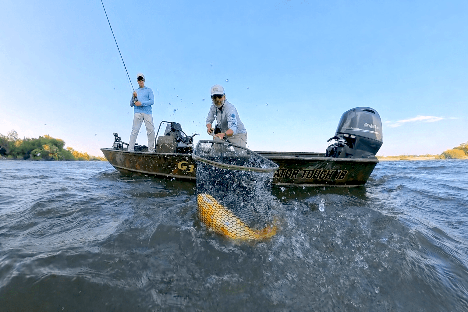 Golden dorado in the net
