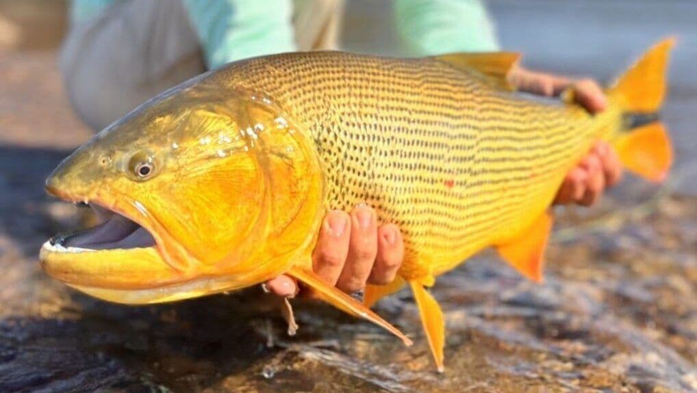 Golden Dorado
